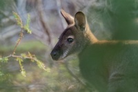Klokan rudokrky - Macropus rufogriseus - Bennetts wallaby o6936